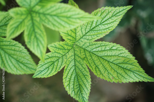 clear texture of green leaves