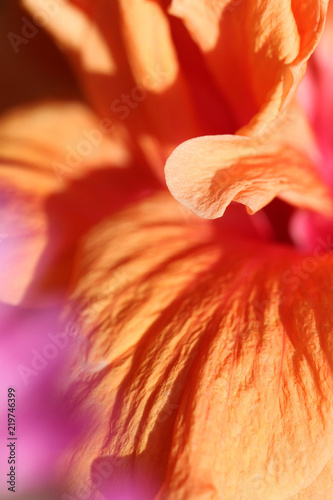 macro of orange flower petals