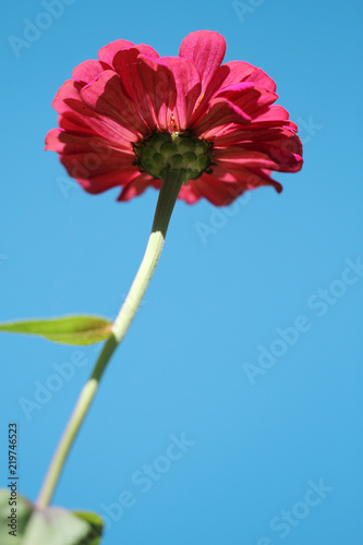 romantic pink flower of backlight in blue sky