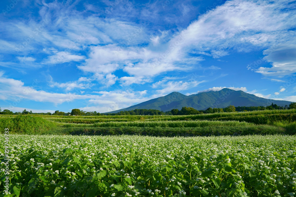 八ヶ岳とそば畑 八ヶ岳とそば畑