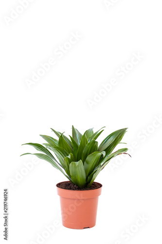 Isolated dracaena in brown pot on white background. Home and garden concept.