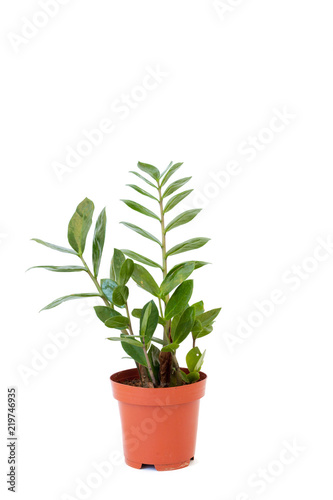 Isolated zamiokulkas in brown pot on white background. Home and garden concept.