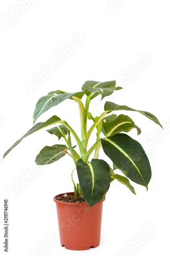 Isolated diffenbachia in brown pot on white background. Home and garden concept.