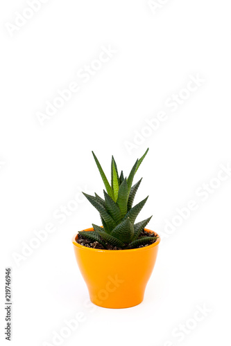 Isolated succulent in orange pot on white background. Home and garden concept.