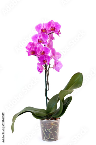 Fototapeta Naklejka Na Ścianę i Meble -  Isolated phalaenopsis orchid in pot on white background. Home and garden concept.