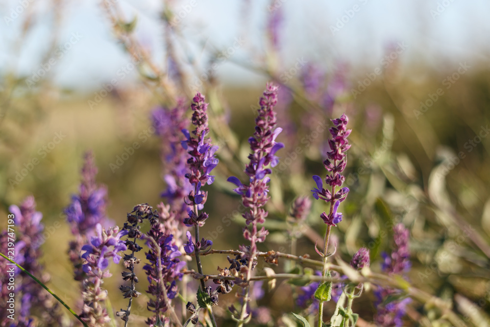 Obraz premium Surprisingly beautiful colorful floral background. Salvia flowers in rays of summer sunlight in outdoors on nature macro, soft focus. Atmospheric photo, gentle artistic image