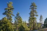 Fresh Green Pine Trees on Hillside