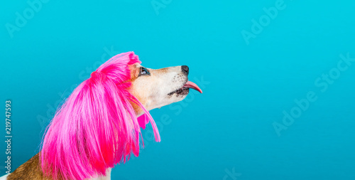 LOvely funny dog pet in bright pink wig with tongue licking. Blue background. Fashion and fun photo
