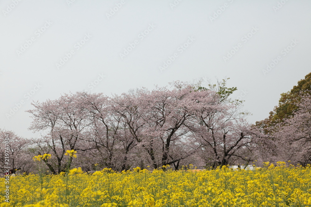 桜と菜の花の共演