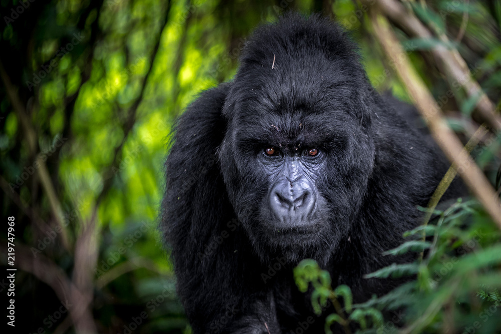 Mountain Gorilla