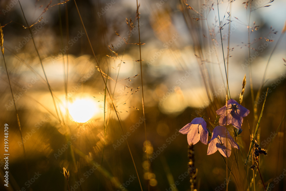 Fototapeta premium Blue Bell Flowers in the sun. Beautiful meadow field with wildflowers close up