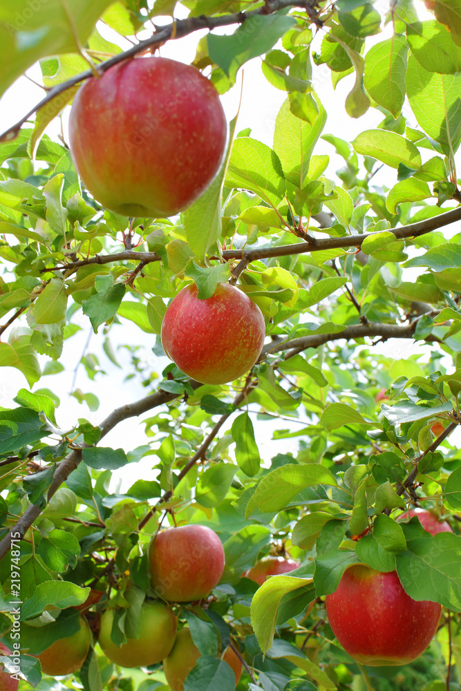 Red ripe apples on apple tree branch on green leaves and sky background in garden in sunny summer day. Red ripe apples on apple tree branch on green leaves and sky background in garden in sunny summer day.