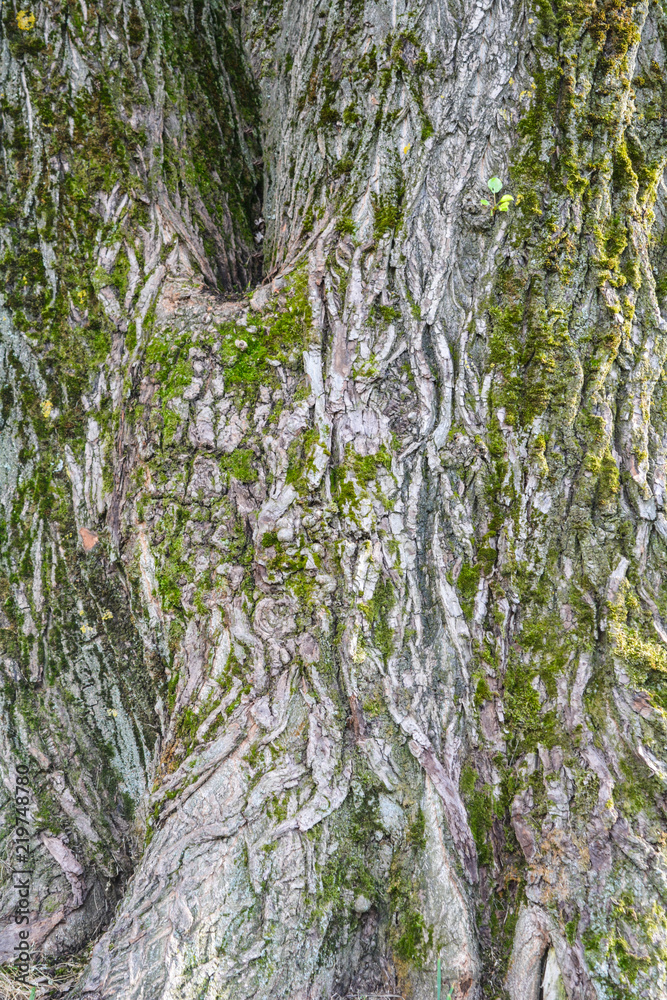 Obraz premium Texture of tree bark with green moss