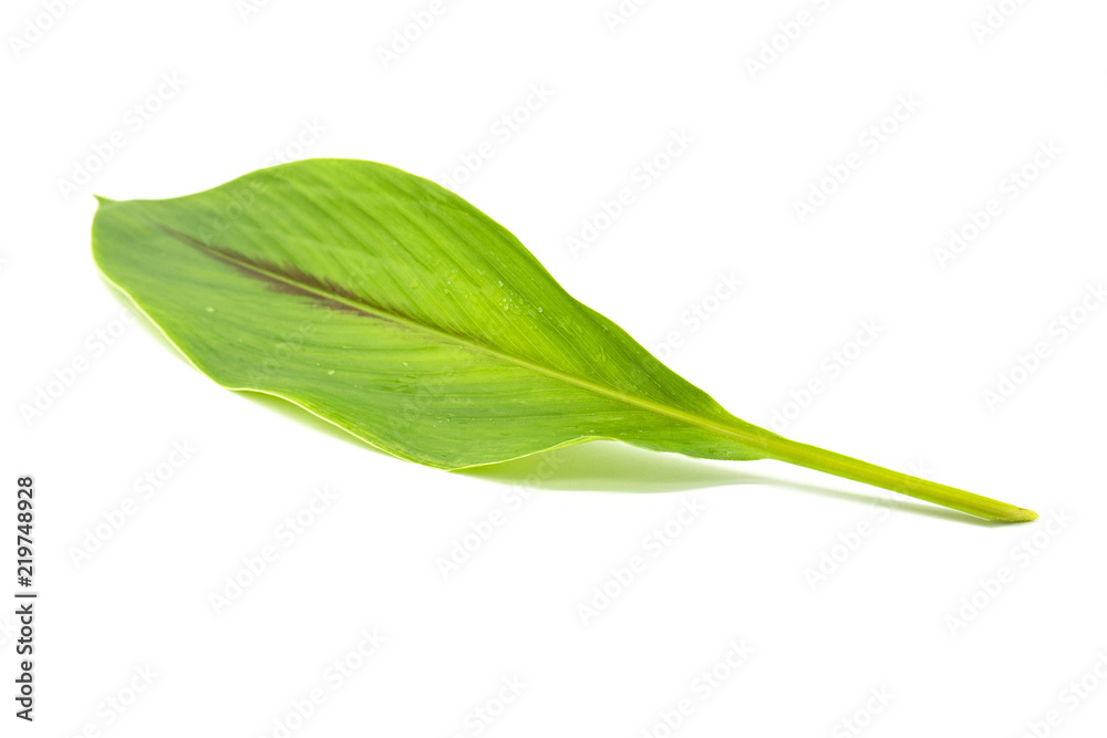Obraz premium Fresh green leaves branch isolated on white background of file with Clipping Path .
