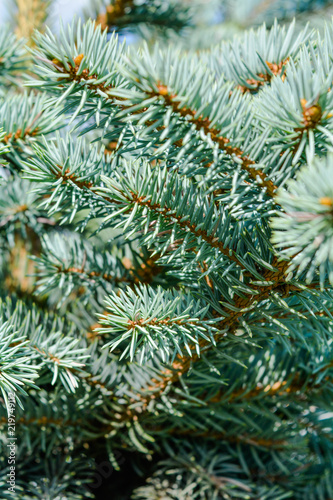 Blue spruce of fir tree branches. Close-up © Koxae