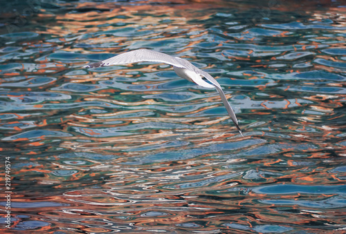 Seagul flying over the sea near the mountains photo