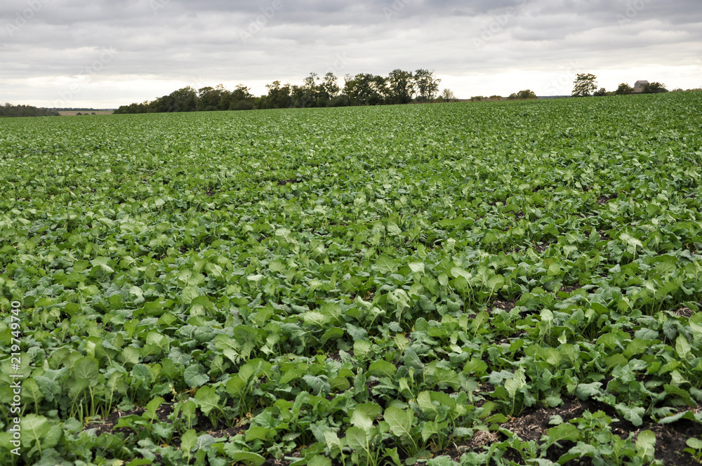 In the autumn field grows winter rape In the autumn field grows winter rape