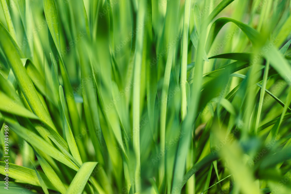 Fresh green grass with water droplet in sunshine Fresh green grass with water droplet in sunshine
