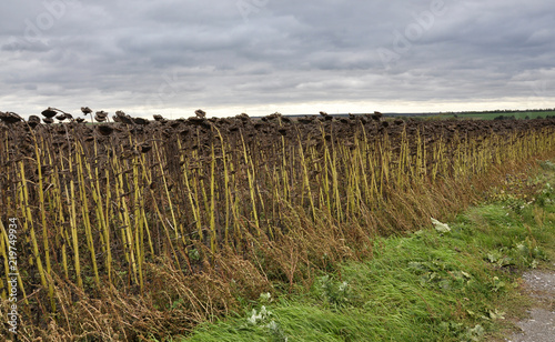 Mature sunflower in the field