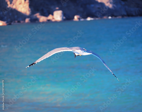 Seagul flying over the sea near the mountains photo