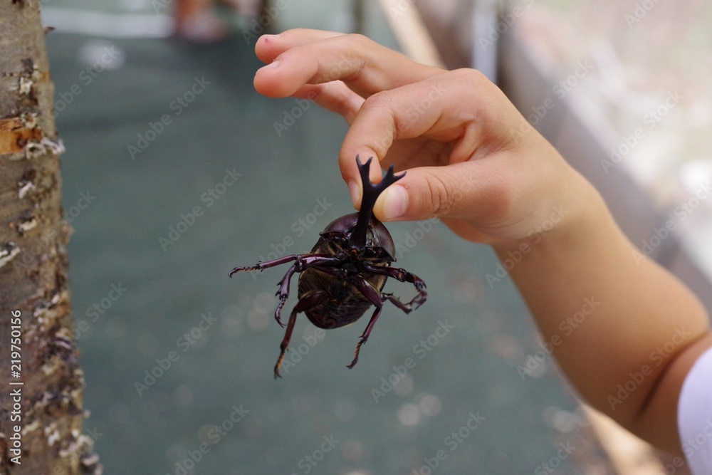 カブトムシを触る子供