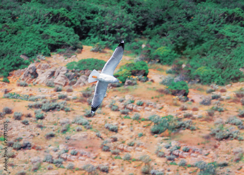 Seagul flying over the sea near the mountains photo