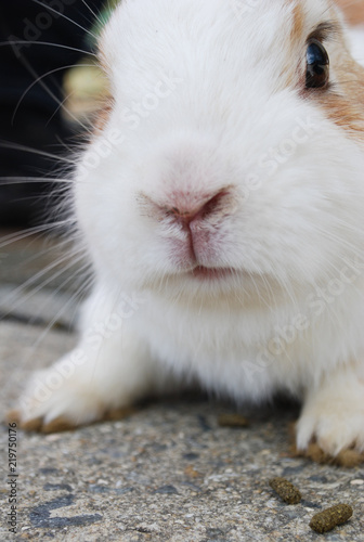 Cute bunny close-up