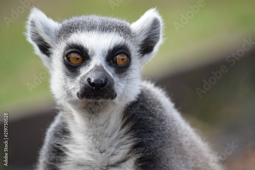 lemur