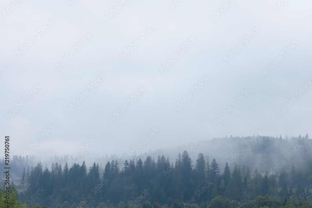 Fototapeta premium Dark foggy forest, mist background. Nature pine tree.