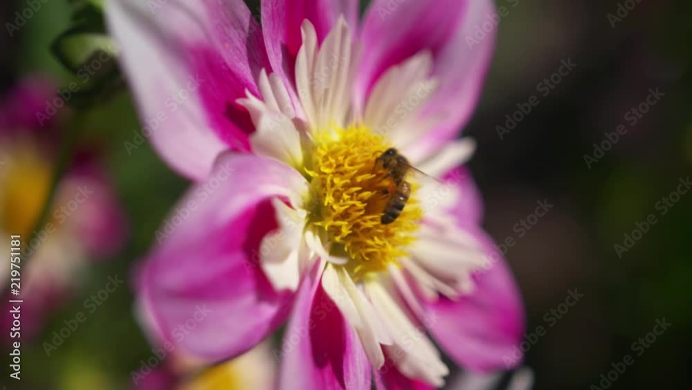 Bee pollinating a beautiful mauve and yellow Dahlia flowing in the wind at sunrise. Shot at 150fps slow motion. Bee pollinating a beautiful mauve and yellow Dahlia flowing in the wind at sunrise. Shot at 150fps slow motion.