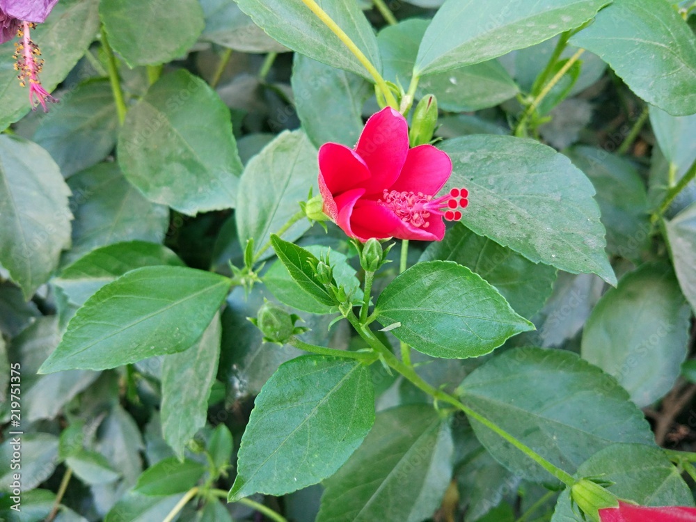 Sembaruthi flower deals