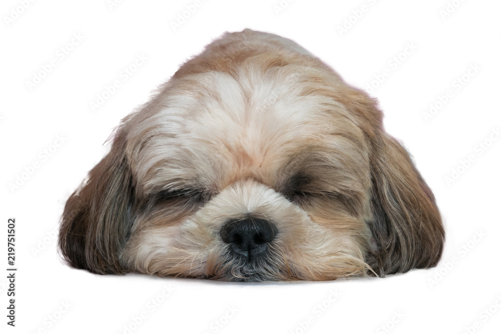 Shih tzu sitting, panting, 3 years old, isolated on white Shih tzu sitting, panting, 3 years old, isolated on white