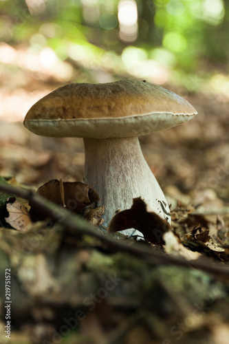 Wild autumn mushrooms background, brown boletus, cep. Penny bun, porcino or porcini.
