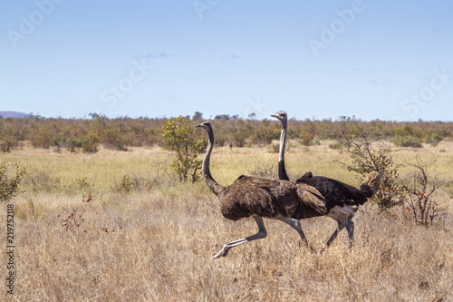 African Ostrich in Kruger National park, South Africa ; Specie Struthio camelus family of Struthionidae