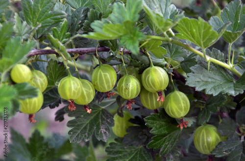 On the branch of the bush ripens the gooseberry fruit