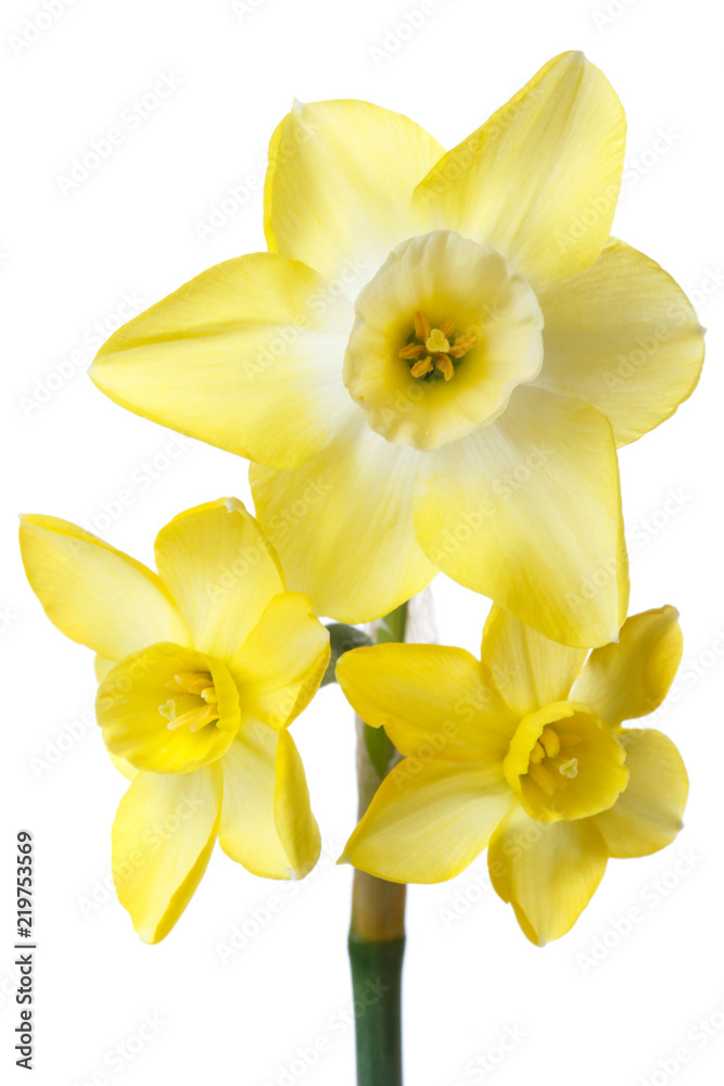 A bouquet of yellow daffodils isolated on white background.