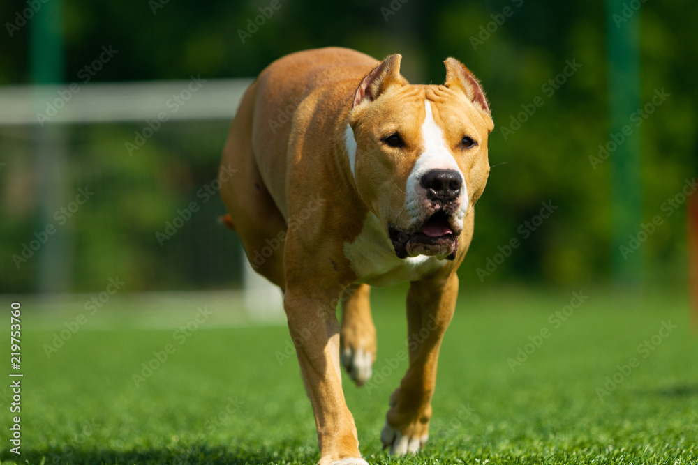 American Staffordshire Terrier dog on a summer day