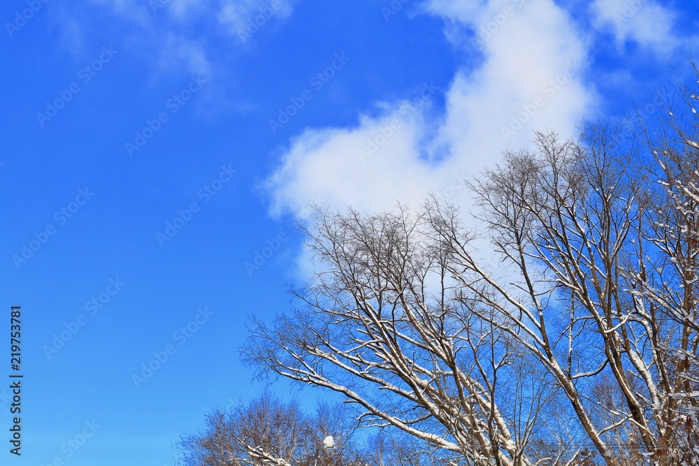 冬の空と枝