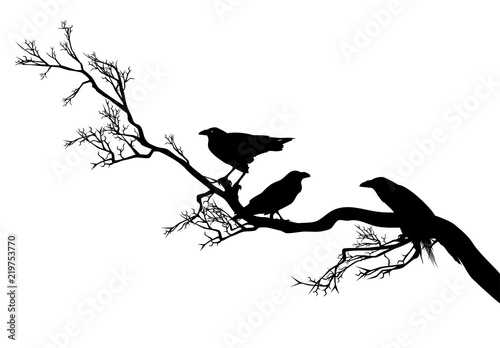 flock of ominous raven birds sitting on a leafless tree branch - black and white vector silhouette design