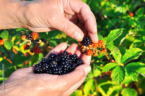 Hands picking blackberries during main harvest season. Wild ripe and unripe blackberries grows on the bush. Female hands hold blackberries. Selective focus