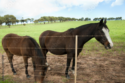 Horse Pasture - Western Australia