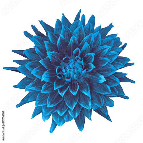 Fototapeta Naklejka Na Ścianę i Meble -  flower cerulean blue dahlia isolated on white background. Close-up. Element of design. Nature.