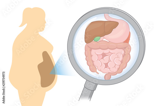 Zoom into internal organ about digestion of Fat woman with Magnifying glass. Illustration about health care and medical.