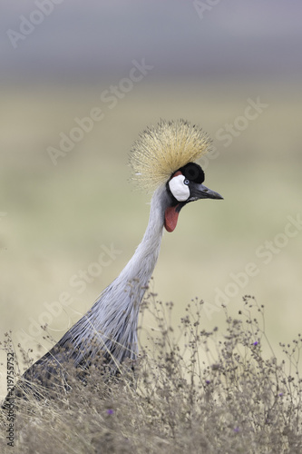 Grey Crowned Crane - Grijze kroonkraan photo