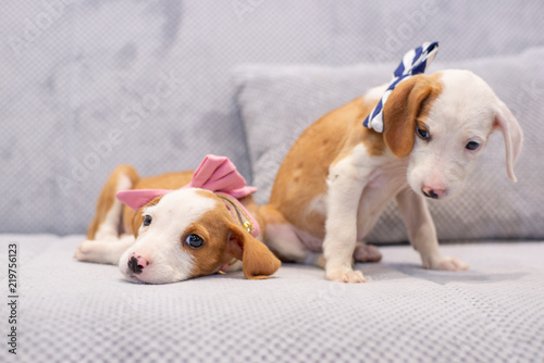Cute puppies with bow tie ©  Zlatko59