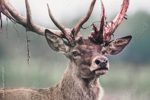 Red deer stag with fresh swept bloody antler. Headshot. © ysbrandcosijn