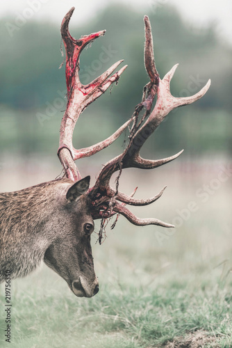 Red deer buck with fresh swept bloody antler. Headshot.