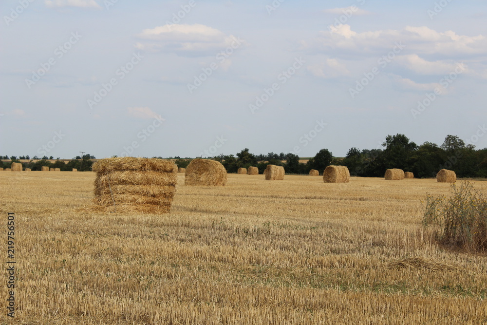 Fototapeta premium Yellow bales of straw against the background of the harvested field. Infinite chamfered wheat field.. Autumn, harvesting