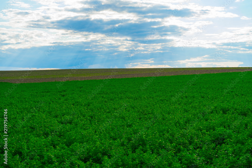 harvested fields in the late summer blue sky in Rheinhessen rhineland-palatinate