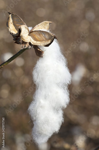 Fototapeta Naklejka Na Ścianę i Meble -  cotton farming field